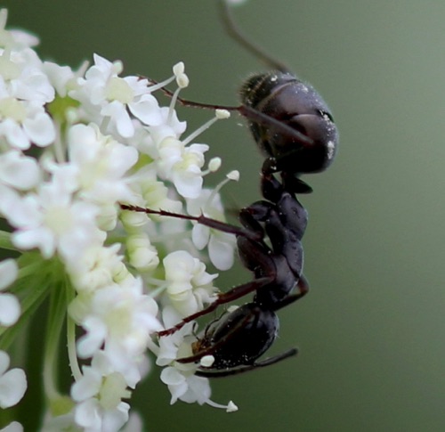 Black Field Ant
Formica subsericea Black Field Ant
Formica subsericea